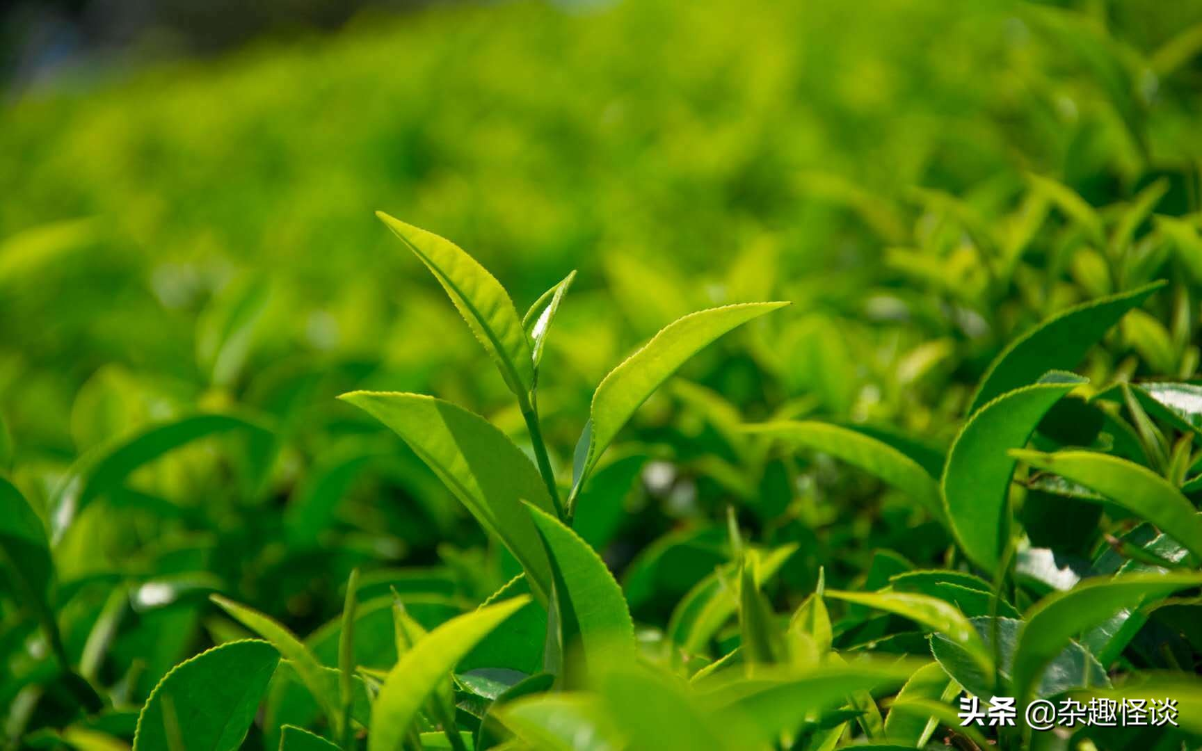 盘点中国十大名茶，你喜欢的那款茶，是否在其中？