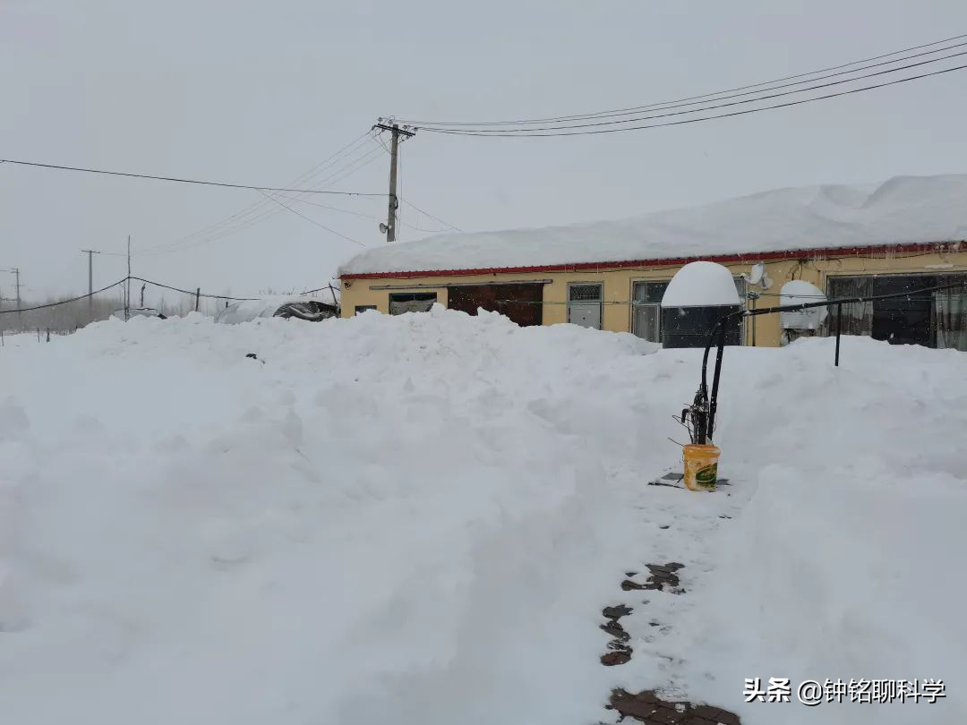 东北极端暴雪中东北虎会受灾吗(罕见雪灾,农村猪牛被冻死)
