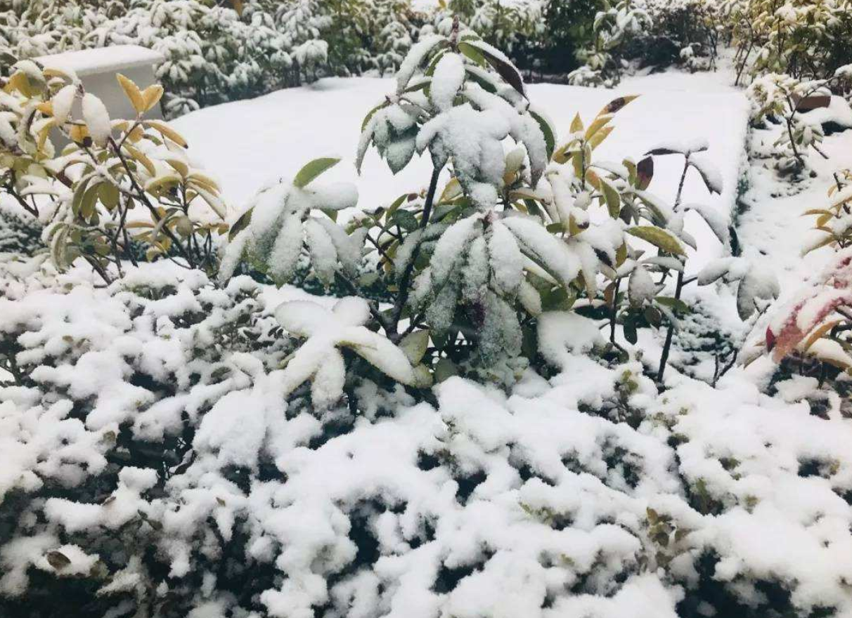 冷冬预警成真？广东都下雪了！预报：新一雪、大暴雪将上线