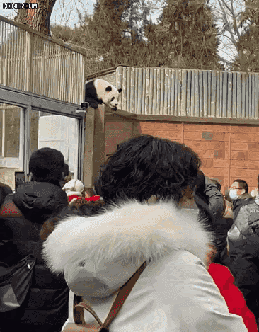 北京动物园一大熊猫“越狱”全程记录，园方回应——