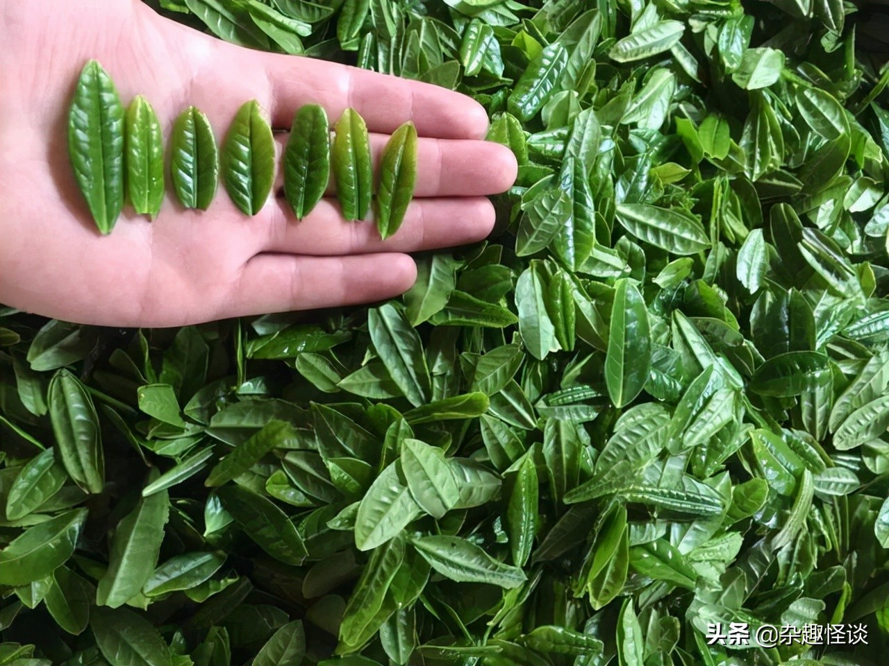 盘点中国十大名茶，你喜欢的那款茶，是否在其中？