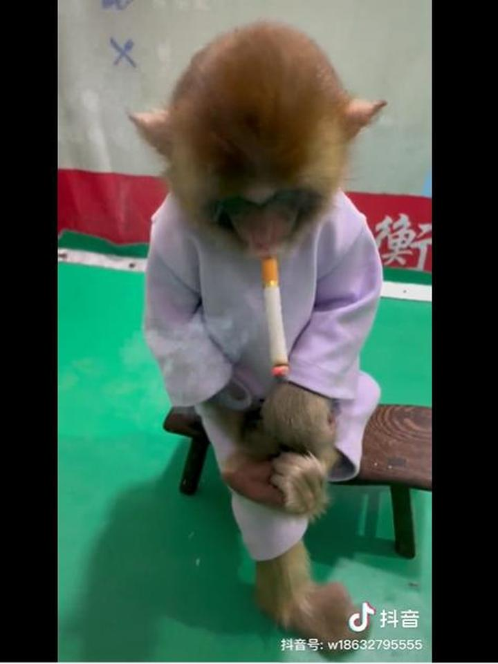 河北武邑一动物园拍摄猴子抽烟（还有喝奶茶、吃冰棍）