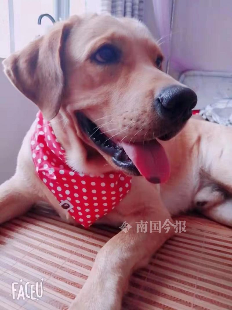 柳州义犬！女主人开热水器洗澡后中毒昏迷，拉布拉多犬连舔带刨救醒主人