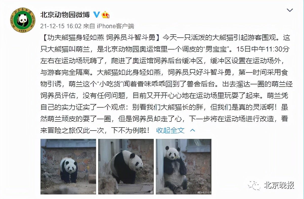 北京动物园一大熊猫“越狱”全程记录，园方回应——