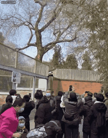 北京动物园一大熊猫翻墙越狱全程记录（太可爱啦）