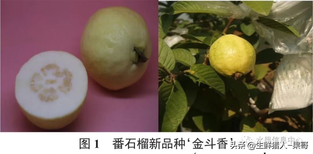 小众水果芭乐，又被茶饮店们带火了，最全芭乐说明书
