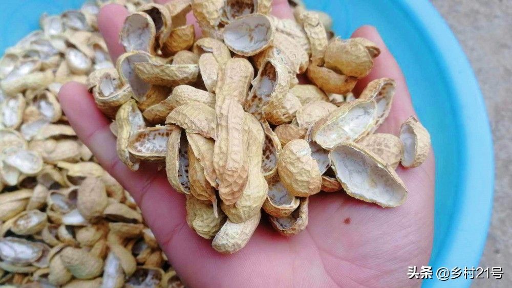 花生壳可以做肥料吗(花生壳掺土直接能用吗)