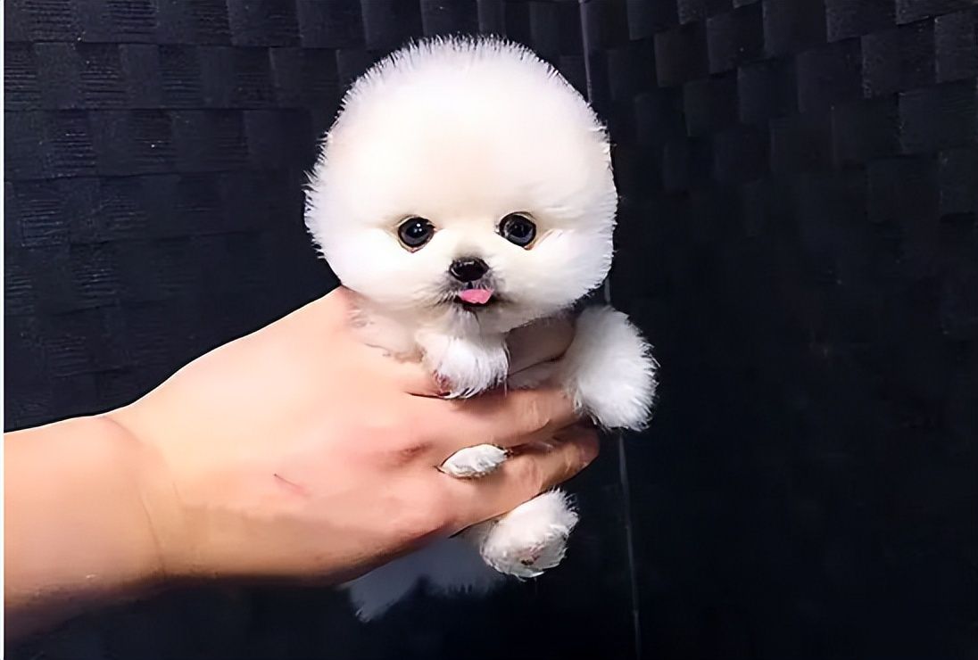 尕怎么读什么意思(尕的拼音和意思解释)