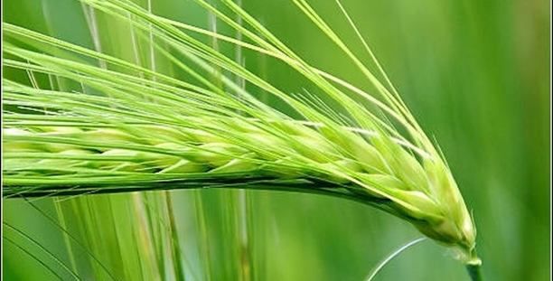 青稞米的功效与作用及食用方法（吃青稞米的好处和坏处）