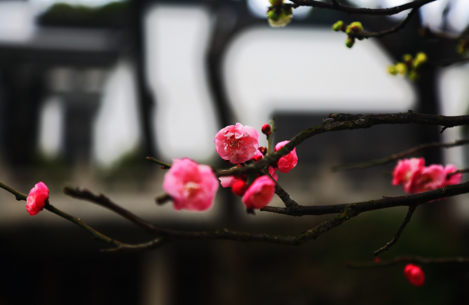 「诗词鉴赏」冬深一一开，十首梅花诗词，欣赏诗中的花中之魁