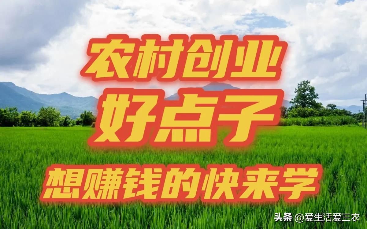 农村创业点子具体有哪些(五个农村创业好点子)
