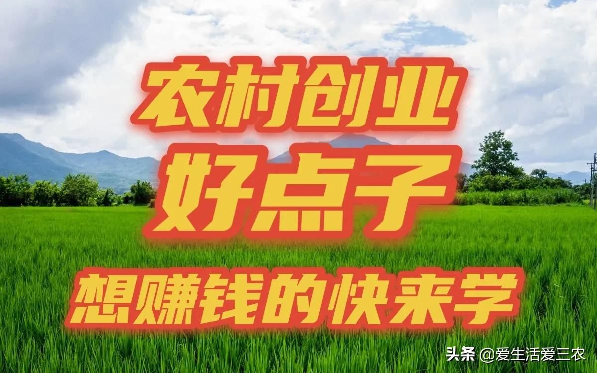 农村创业点子具体有哪些（五个农村创业好点子）