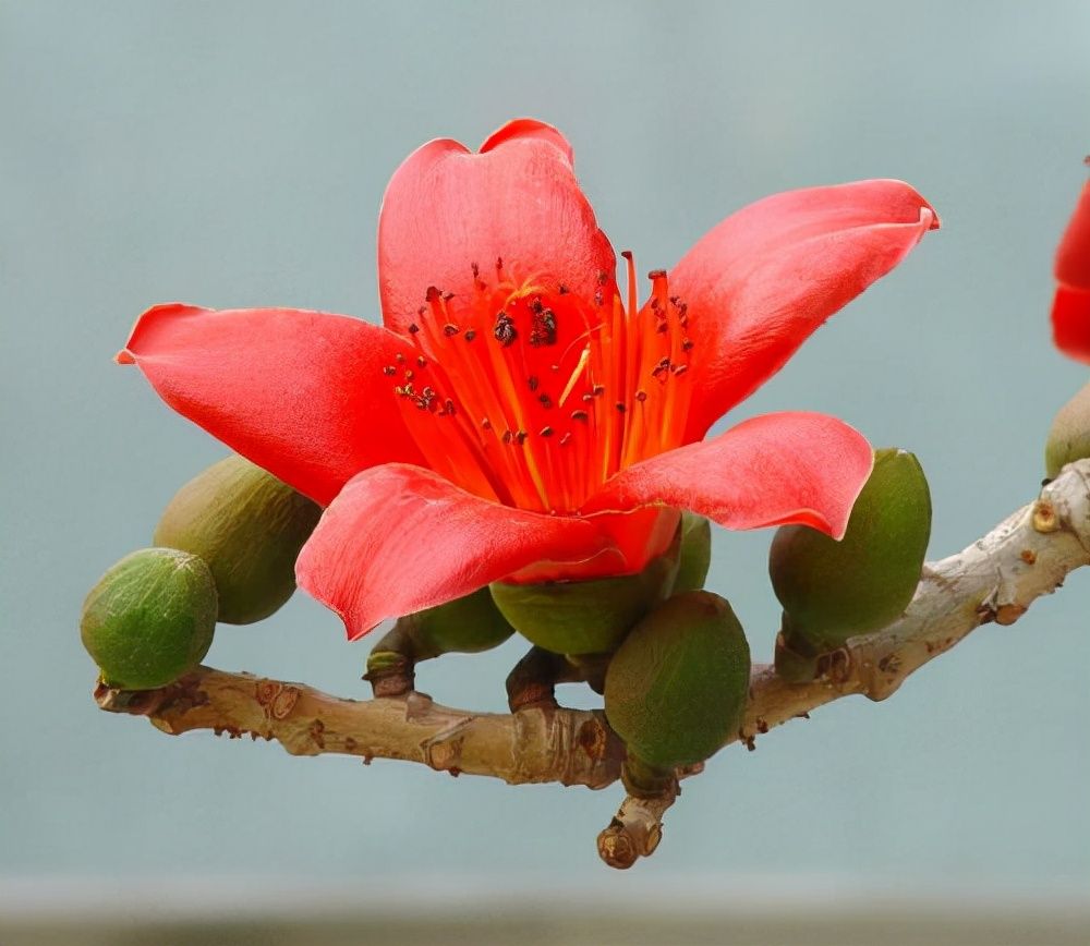 春游赏花，都是什么花？这100个花卉图鉴，给大家做科普，涨知识