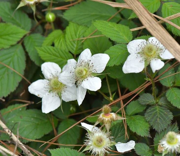 蓬蘽（penglei）是一种什么样的植物？