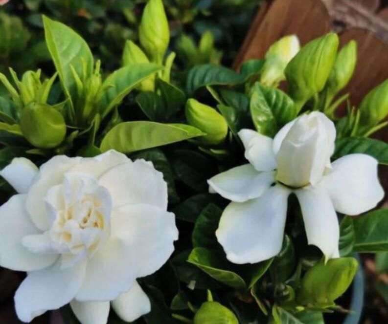 栀子花怎么养才会茂盛(栀子花的养殖方法和注意事项)