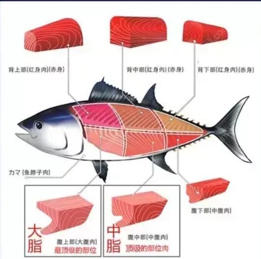 海洋生物鲔鱼和金枪鱼功效(蓝鳍金枪鱼详解)