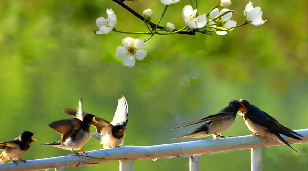 「诗词鉴赏」燕子衔来春风暖，十二首燕子的诗词，最是一年春好时