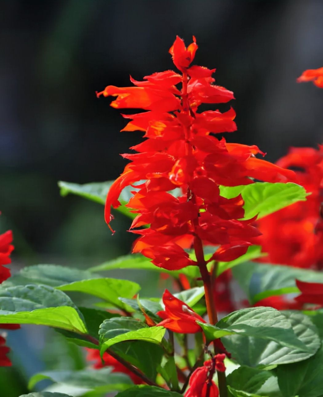 春游赏花，都是什么花？这100个花卉图鉴，给大家做科普，涨知识