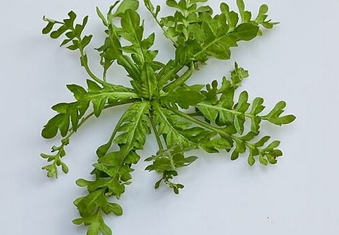 吃荠菜有什么好处和坏处(荠菜的功效与作用和营养价值)