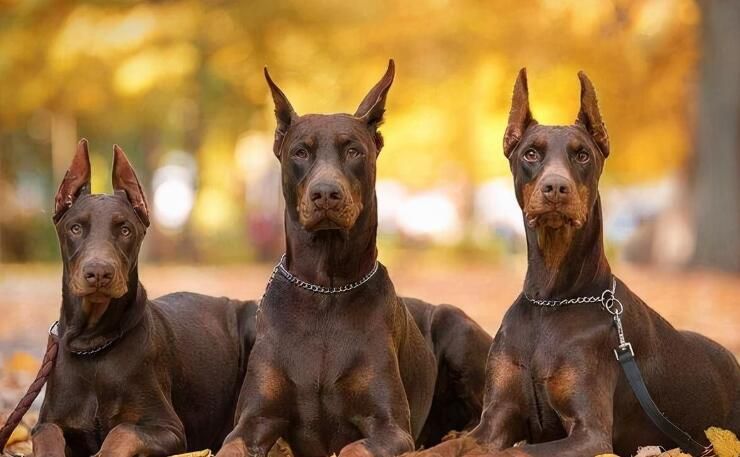 杜宾犬适合普通家庭养吗(普通家庭不适合养杜宾犬)