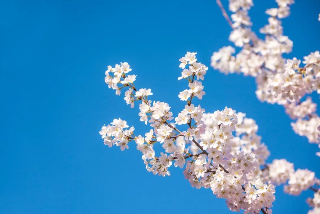 18首春天的绝美诗词，在诗意中赏一场春暖花开