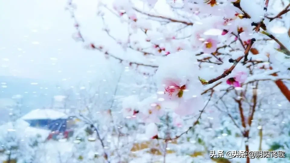 《卜算子·咏梅》——*