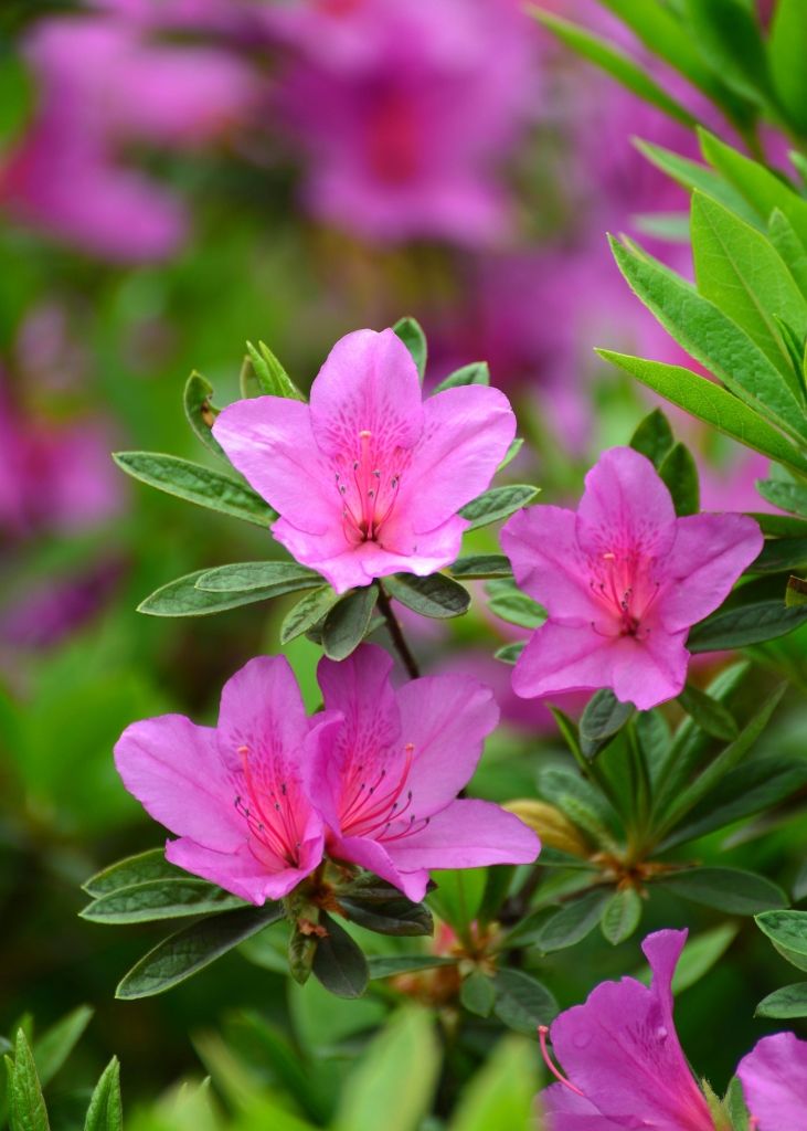 春游赏花，都是什么花？这100个花卉图鉴，给大家做科普，涨知识