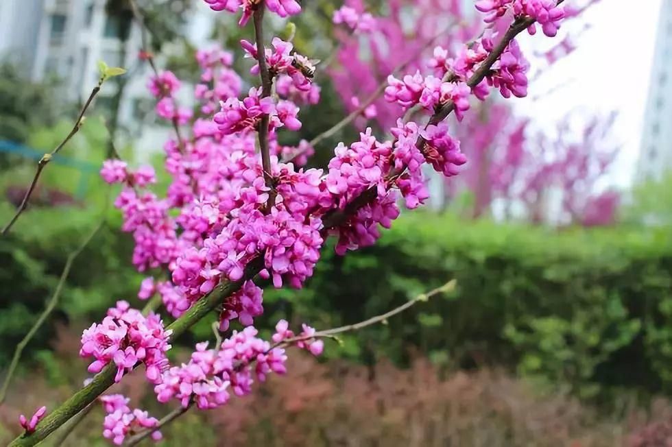 春天常见的40种花，教你从头认个遍，以后认花再也不求人！