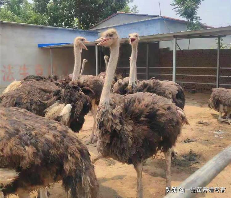 鸵鸟养殖的3种盈利模式，卖鸵鸟肉只是最初级的玩法