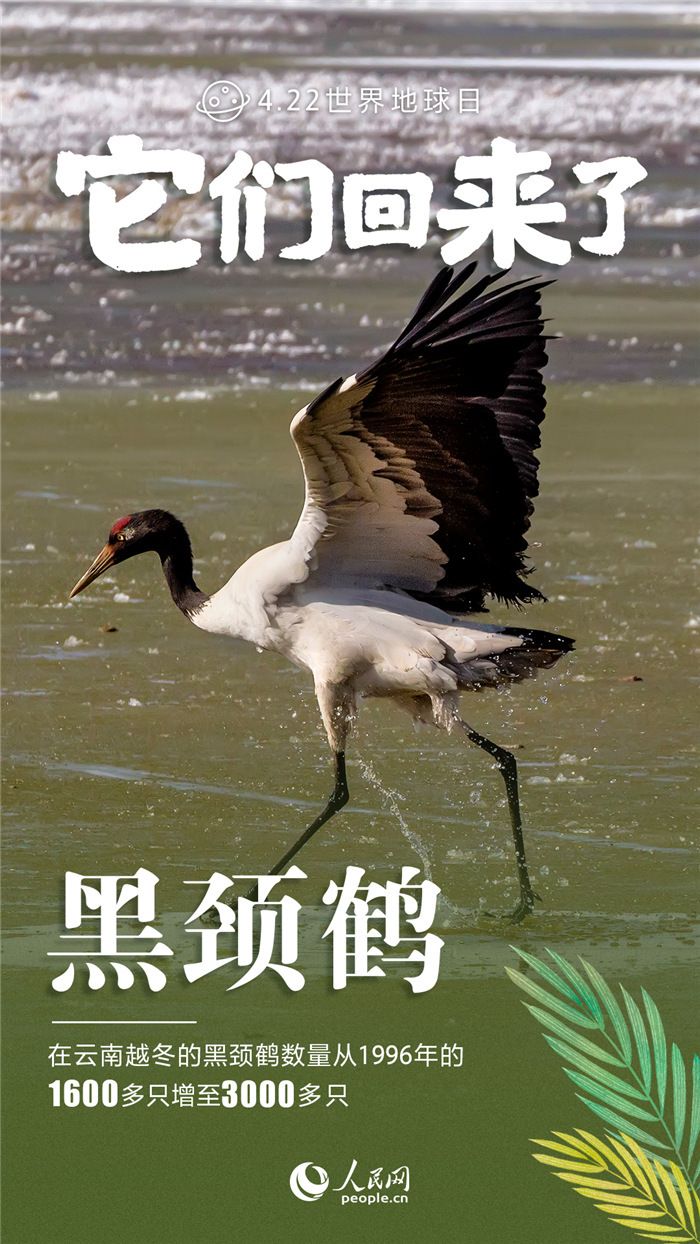 它们回来了！九张海报*野生动物保护成绩单