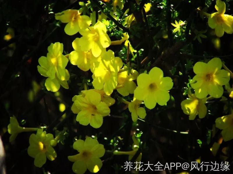 春天常见的40种花，教你从头认个遍，以后认花再也不求人！