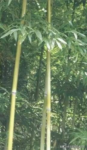 26种·竹子大全-超级丰富的竹子种类，收藏学习