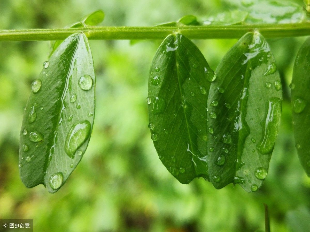 关于带雨的诗句有哪些（含有雨的浪漫诗句100首）