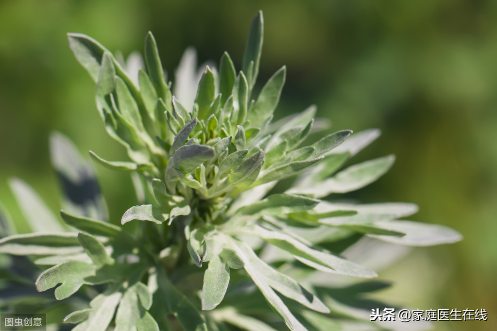 艾叶泡脚应该选择嫩叶还是陈叶？选择正确，3个功效很明显