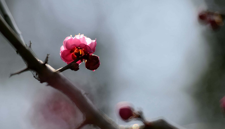 「诗词鉴赏」冬深一一开，十首梅花诗词，欣赏诗中的花中之魁
