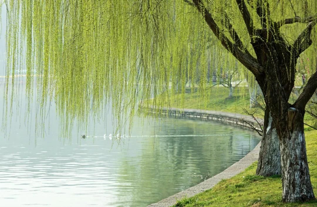冉冉的冉怎么读什么意思(冉的拼音及意思解释)