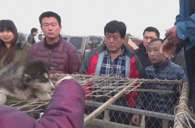 二哈幼崽售400元，大妈砍价给300元，气走卖狗大爷！