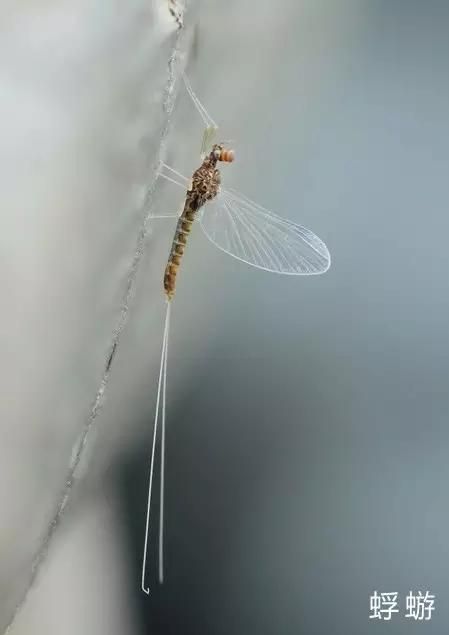 什么是昆虫？六只腿、复眼、一对触角...