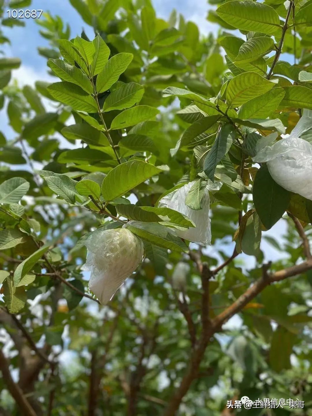 小众水果芭乐，又被茶饮店们带火了，最全芭乐说明书