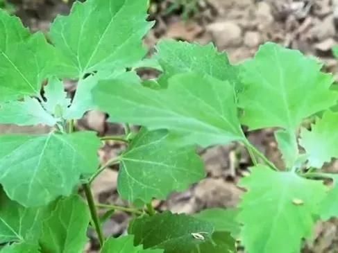 野菜灰灰菜怎么做好吃(野生灰灰菜的3种初步处理方法)