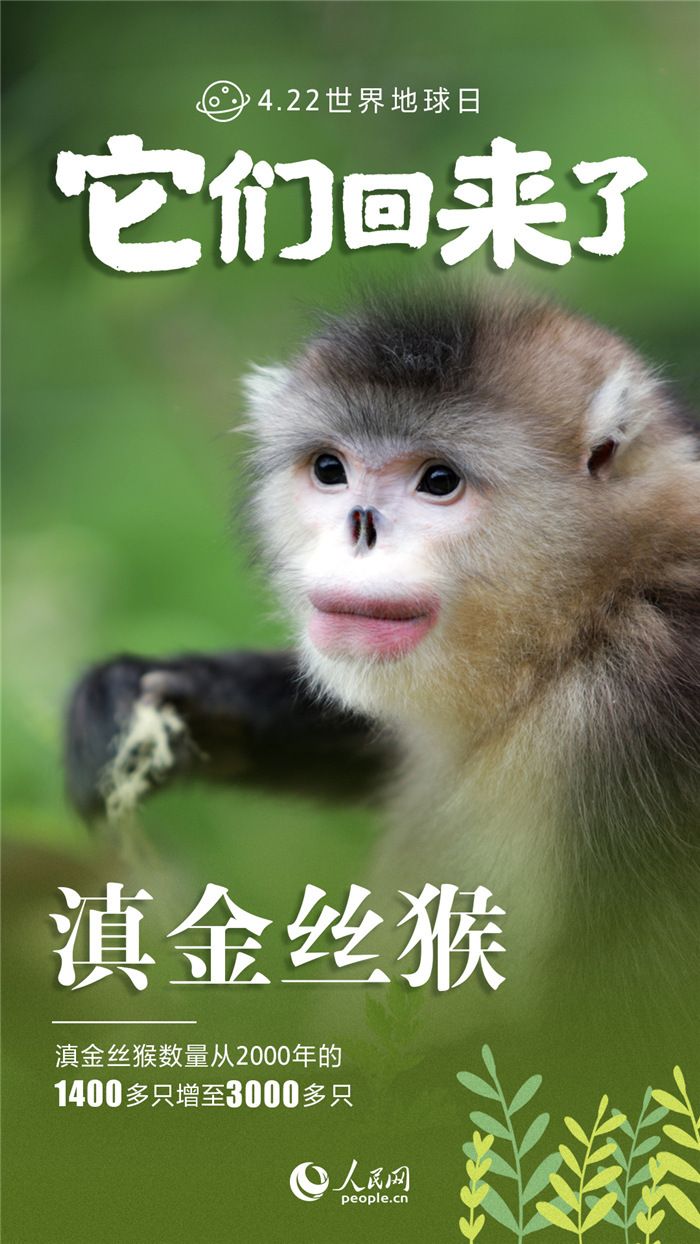 它们回来了！九张海报*野生动物保护成绩单