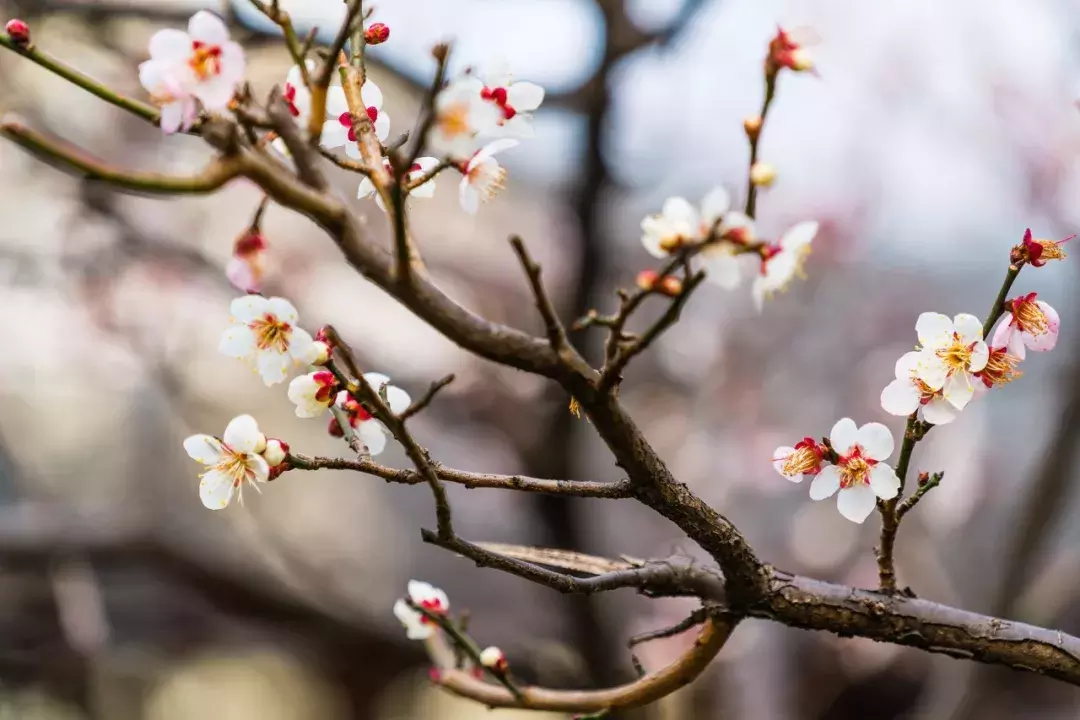 十首梅花诗：已是寒冬时，宜读梅花诗