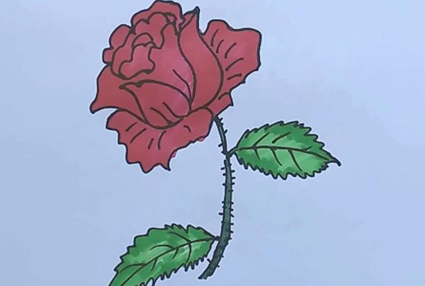 玫瑰花怎么画漂亮又简单(玫瑰花简笔画步骤图解)