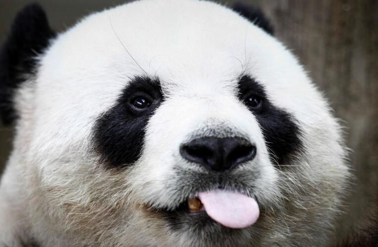 熊猫为什么是国宝动物（大熊猫被称为中国国宝的原因）