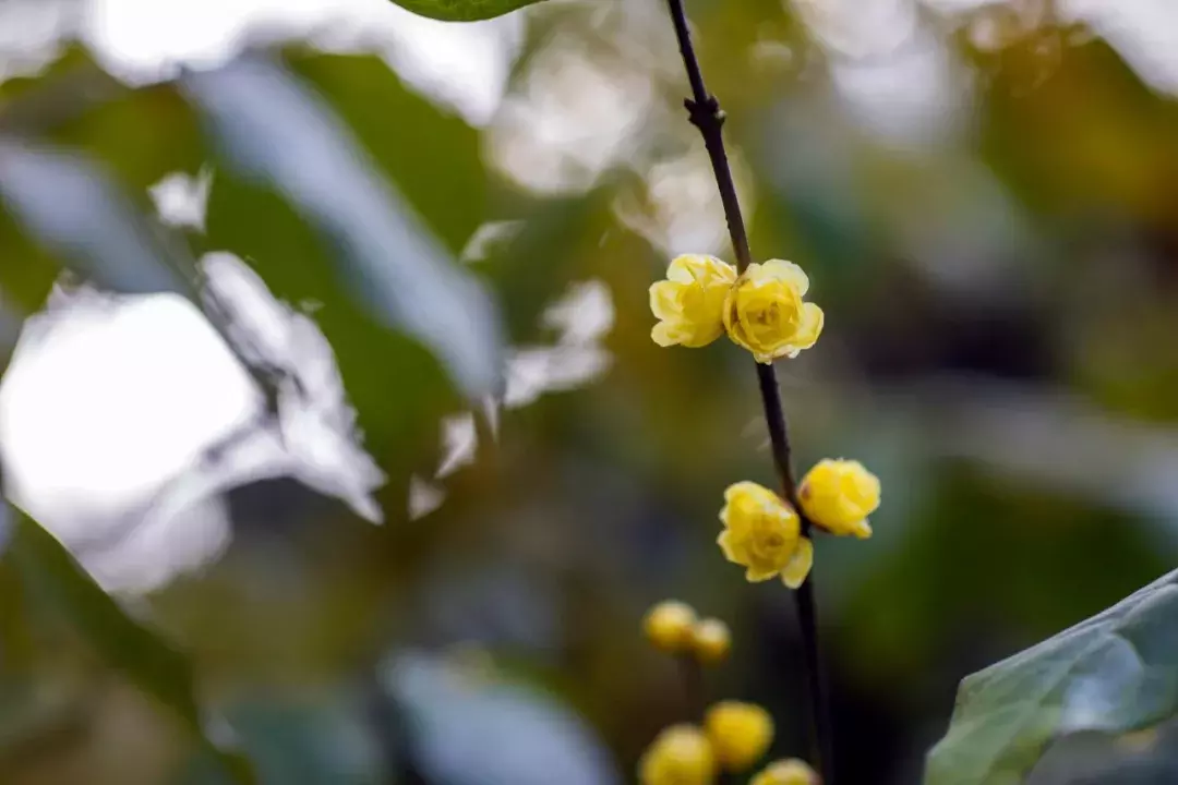 十首梅花诗：已是寒冬时，宜读梅花诗