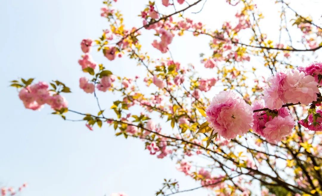 高清大图！重庆一高校曝光“最美校花”，堪称神仙颜值！