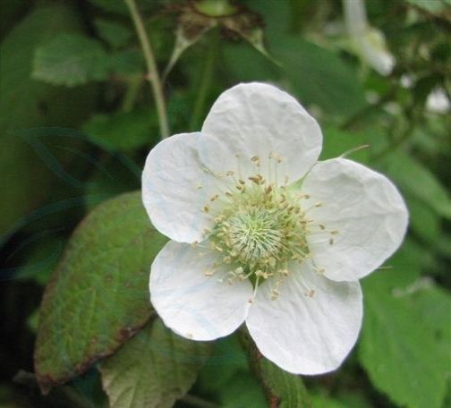 蓬蘽（penglei）是一种什么样的植物？