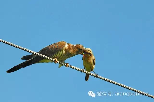 揭开“鸠占鹊巢”的，坐稳了，别惊着！