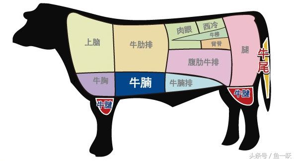牛腩是牛的哪个部位(牛腩的部位图解)