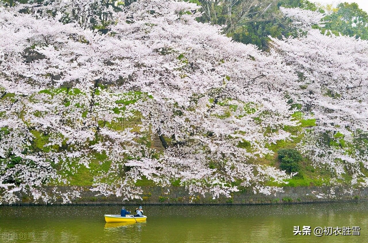 樱花古诗词九首赏读：樱花如霰晓莺啼，春风才起雪吹香